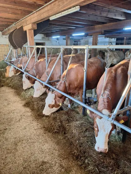 Fleckvieh Jungkalbinnen