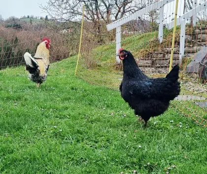 Maran und Grünleger Hennen, Hühner