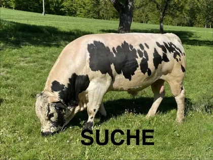 Suche Pustertaler Sprinzen Stier/Stierkalb