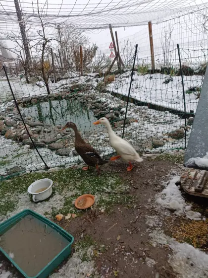 Laufenten zu vergeben