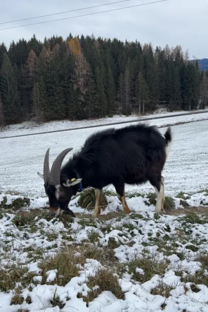 Bündner Strahlenziegenbock