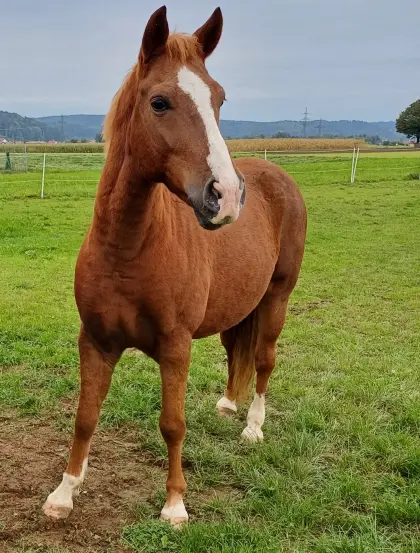 Bedingt reitbarer Herzbube sucht Lebensplatz