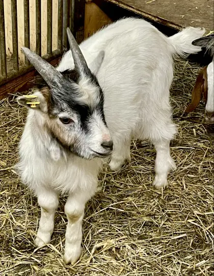 Zwergziege Blobe Bock Mischling
