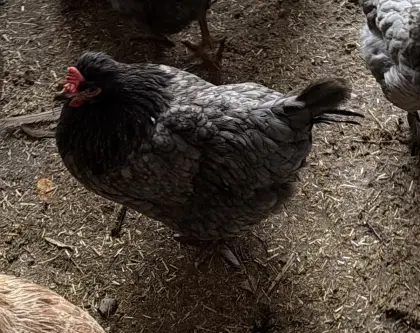 Hühner zu verkaufen