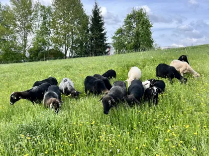 Weibliche Krainer Steinschaf Zuchttiere