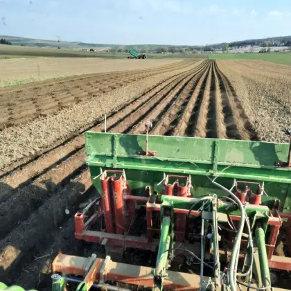 Kartoffel, Erdäpfel Valdivia