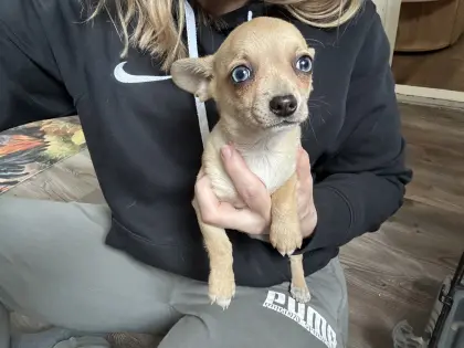 Wunderschöne Chihuahua-Welpen suchen Lieblingsmenschen!