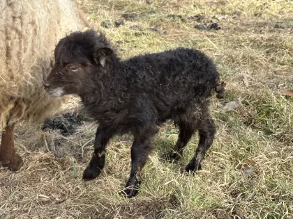 Ouessant Quessant Lämmer