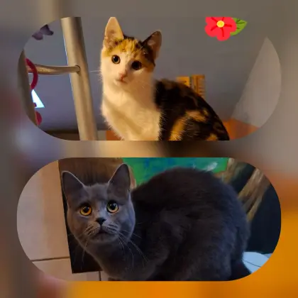 Süße Kätzchen, nur gemeinsam!!