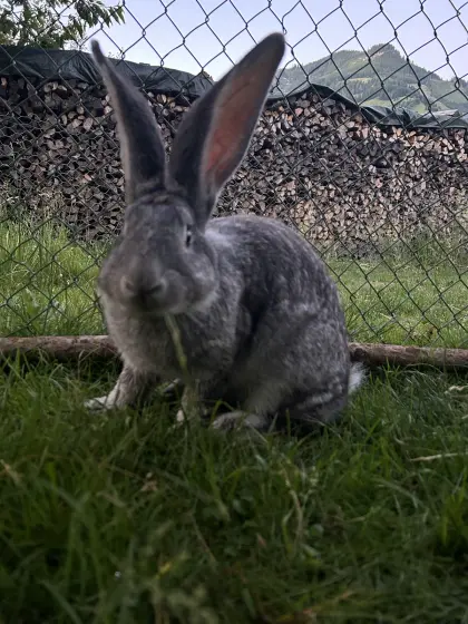 Chinrammler zu verkaufen