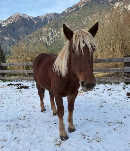 Noriker Stute Dunkelfuchs