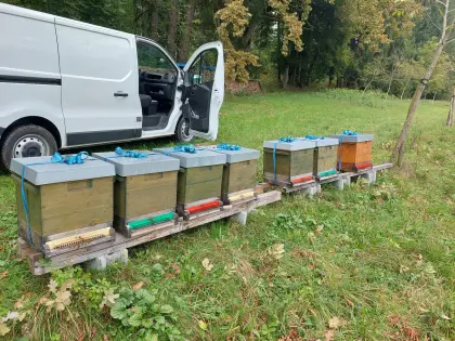 Bio Bienenvölker Einheitsmaß