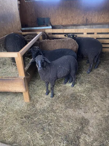 Verkaufe zwei weibliche Lämmer