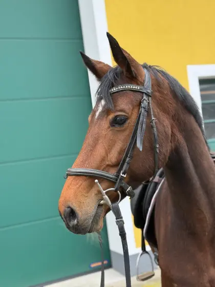 Verkaufe Westfalen-Stute
