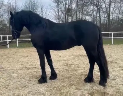 Wunderschöner Friesenhengst