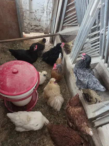 Verschiedene Hühner zu verkaufen