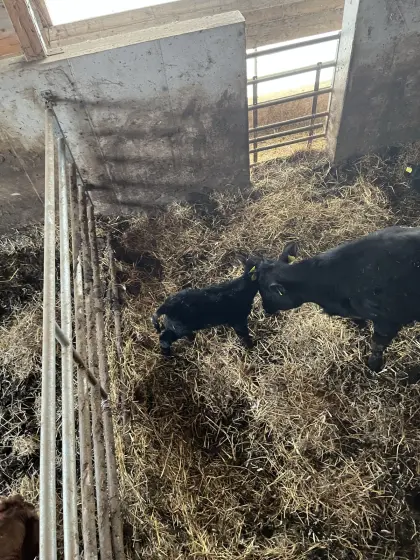 Bio-Aberdeen-Angus Stierkalb