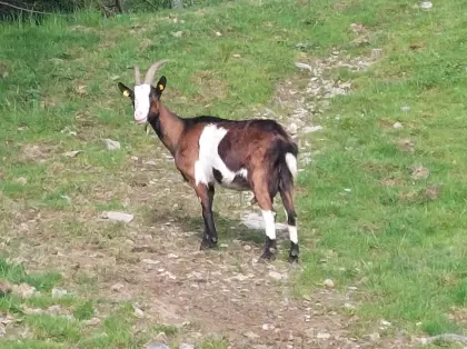 Tauernschecken Ziege