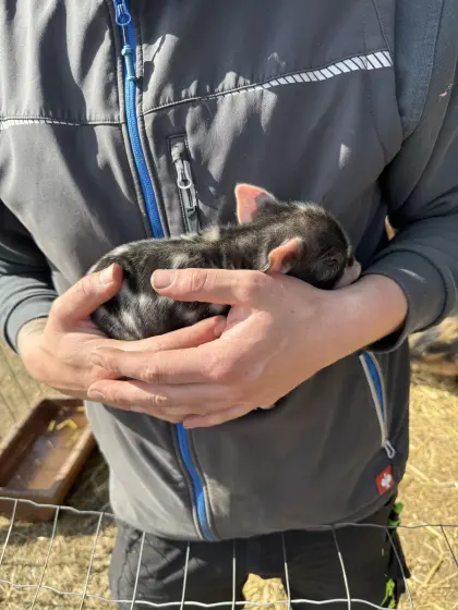 Kunekune-Ferkel