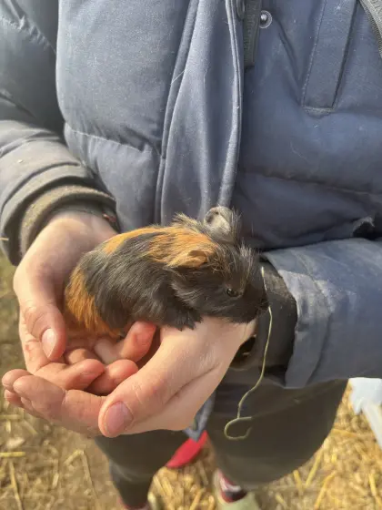 Meerschweinchen abzugeben