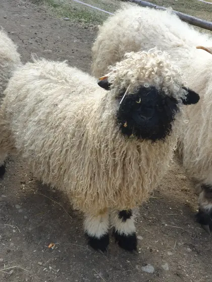 Walliser Schwarznasen