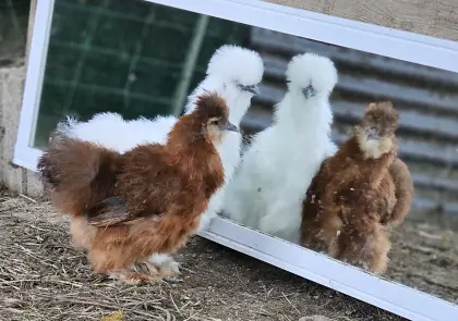 Bruteier Seidenhühner