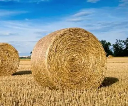 Strohballen, Rundballen, Gerstenstroh