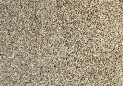 Bio Waldstaudenroggen, Johannisroggen