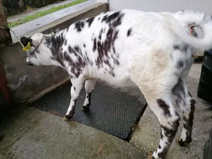 Weißblauer Belgier Bio