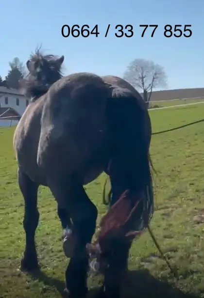 Verkaufe 3-jährige MK Stute