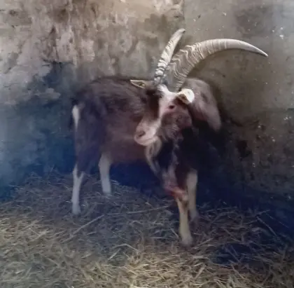 Toggenburger Ziegenbock