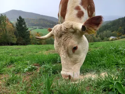 Aktion Ennstaler Bergschecken Herde