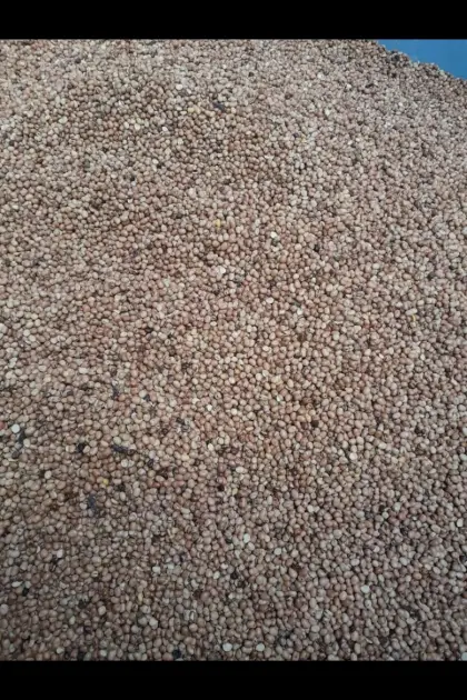 Bio Ackerbohnen gereinigt