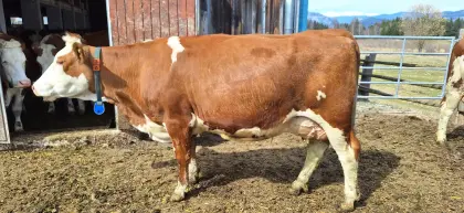 Bio Kuh für Mutterkuh