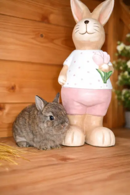 Hasenbabys Zwerghasen reinrassig