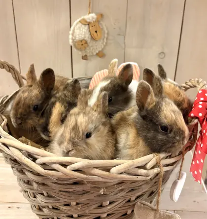 Zwergkaninchen-Babys Farbenzwerge