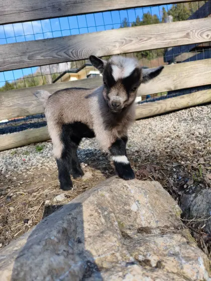Mini-Zwergziegenbabys
