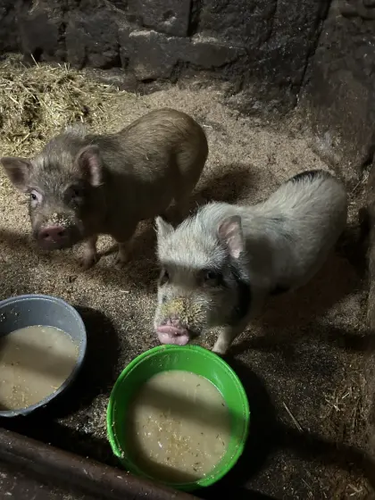 Mini Hängebauchschweine