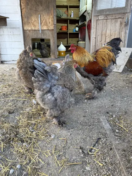 Brahma - Blau Rebhuhnfärbig gebändert