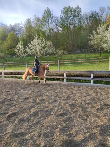 Haflinger-Stute