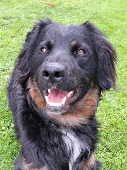 Willi, 4 Jahre, 58 cm, 25 kg