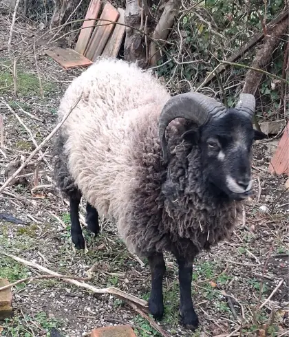 Schafbock zu verkaufen