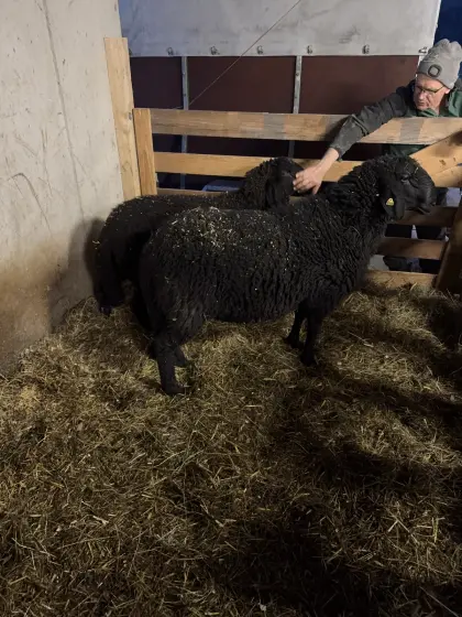 Bergschafwidder schwarz kein HB