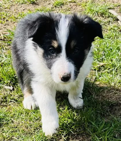 Border Collie Welpen