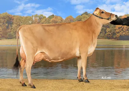 Trächtige Jerseykalbin aus EX92 Kuh