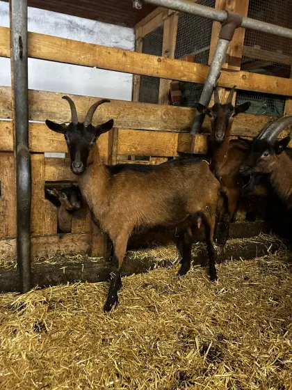 Gämsfarbige Gebirgsziegen