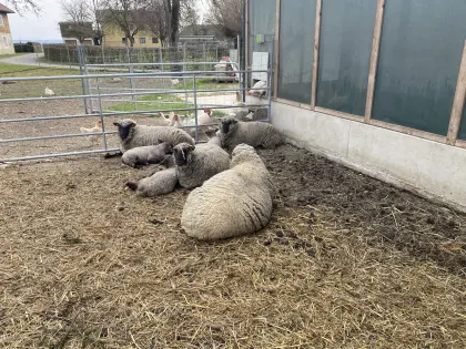 Bio-Shropshire Lamm weiblich