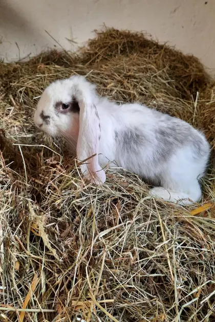 Deutsche Widder Rammler