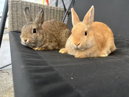 Vergeben 12 Wochen alte Kaninchen