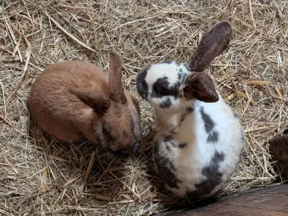 Männliche Riesenschecken Mix